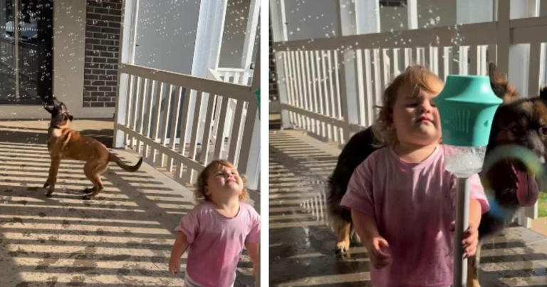 Dogs joining little girl to play with bubbles is where fun meets chaos