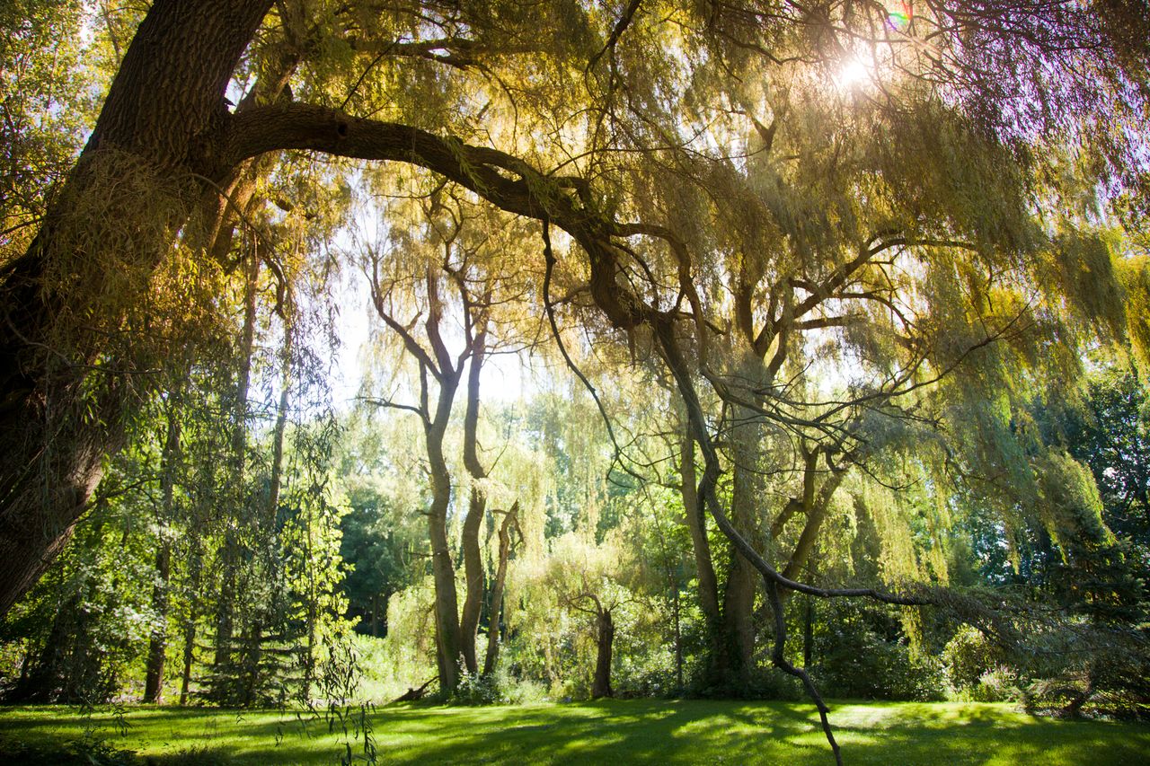 willow tree in backyard