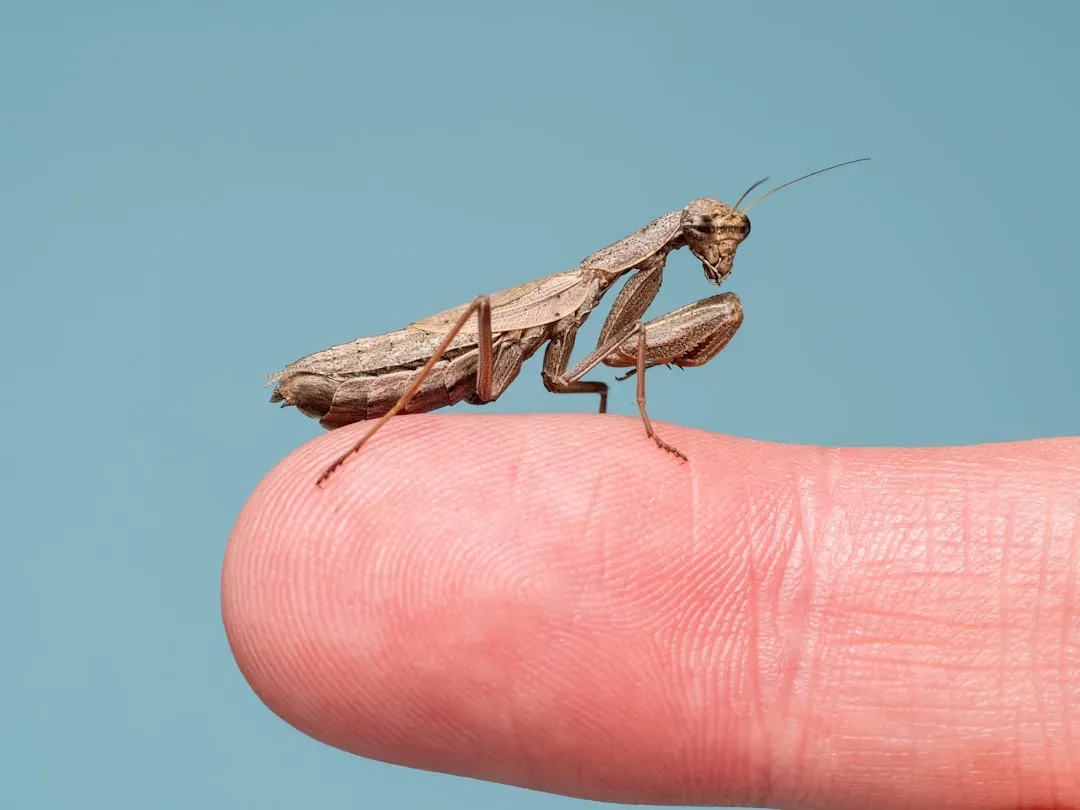 8 insects that cause instant anxiety - but might be more helpful than ...