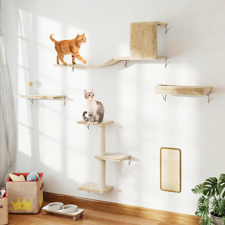 Chewy's wall-mounted cat shelves save space and keep your cat active