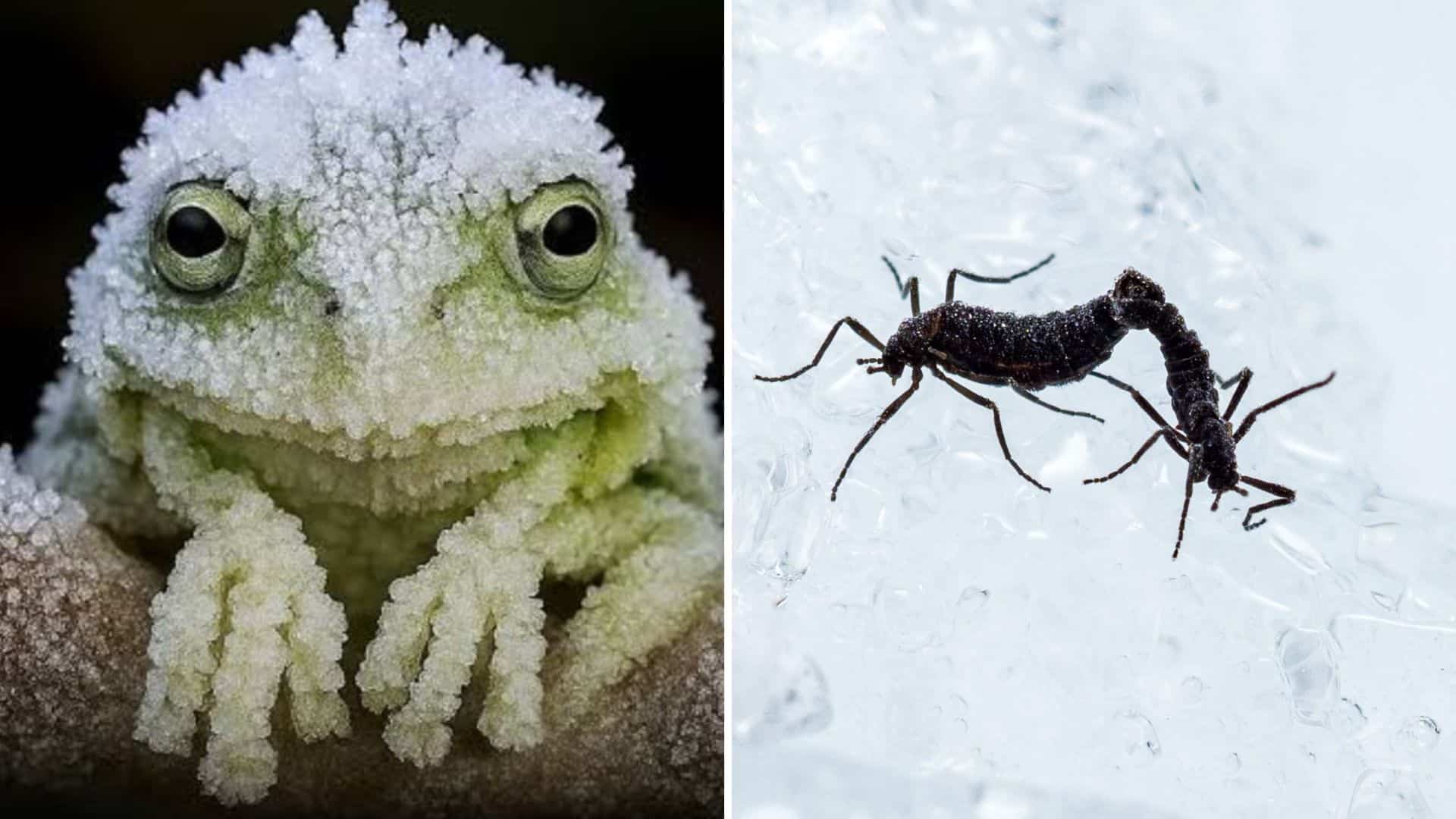 These creatures remain frozen for months
