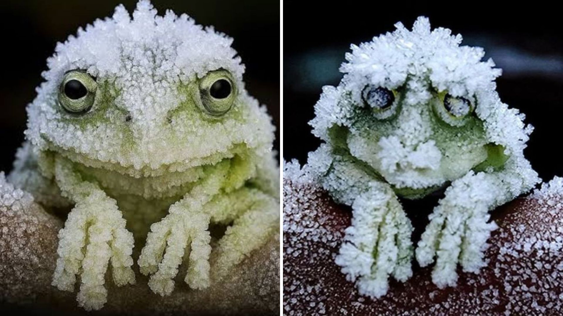 These creatures remain frozen for months