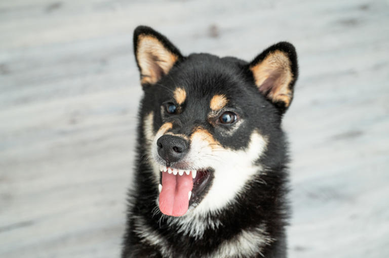 Owner is 99% sure Shiba swore at her—she just can't prove it