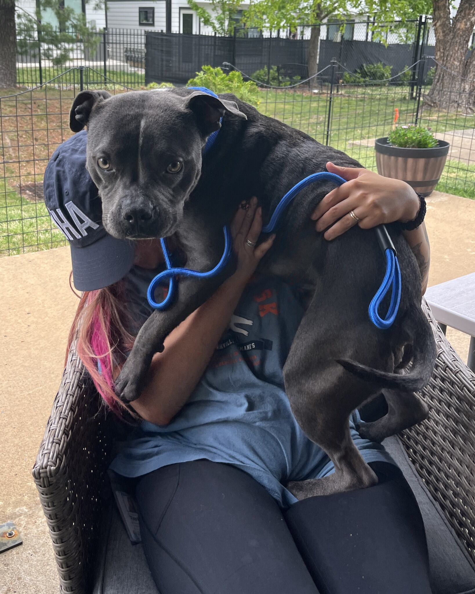 Dog up for adoption after being tied to pole, nearly freezing to death ...