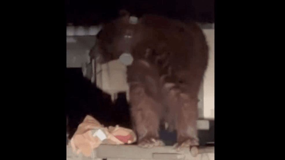 Bear spotted dumpster diving at Bass Lake; officials urge campers to ...