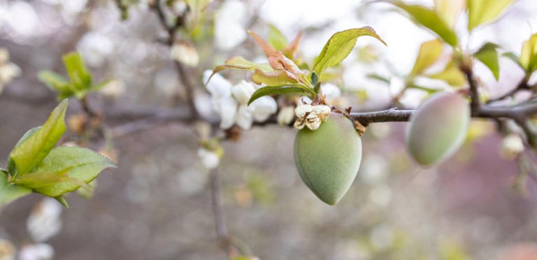 اللوز الأخضر