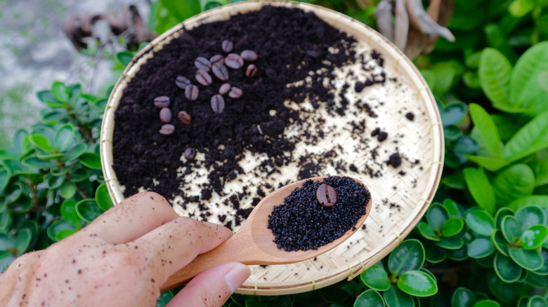 8 perennials that grow bigger and better with coffee grounds