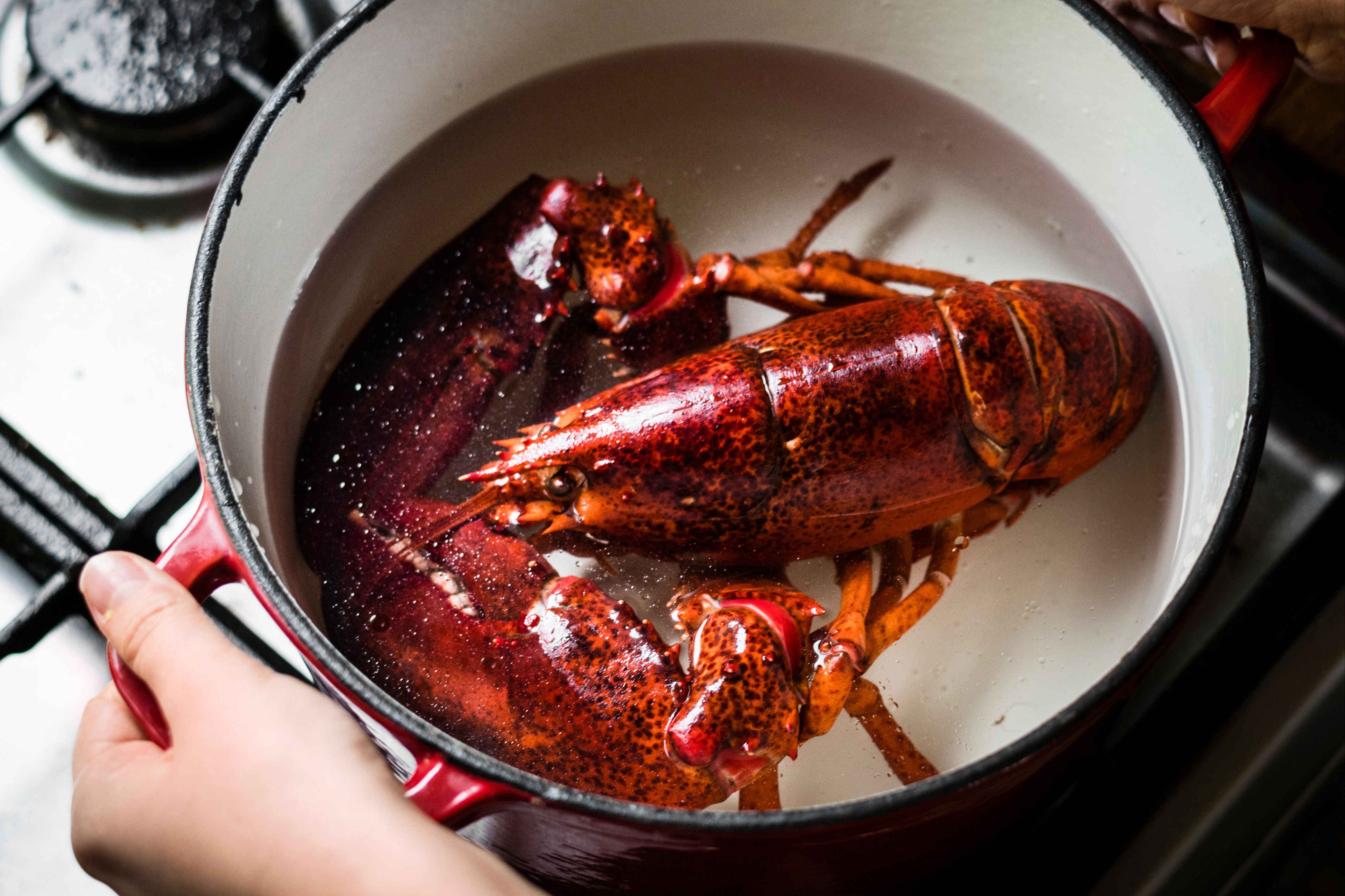 Lobsters do feel pain, research shows — scientists are calling for a ...