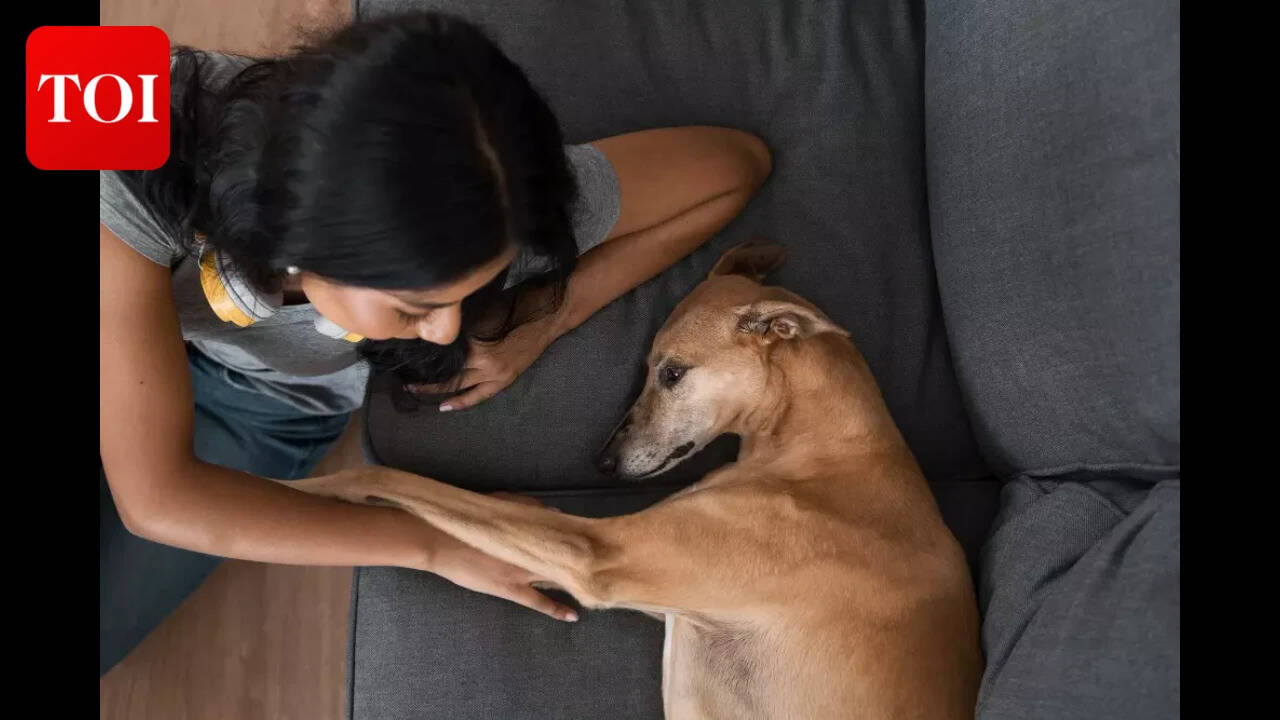 UK pet law explained: Why dog owners face bigger legal risks than cat ...