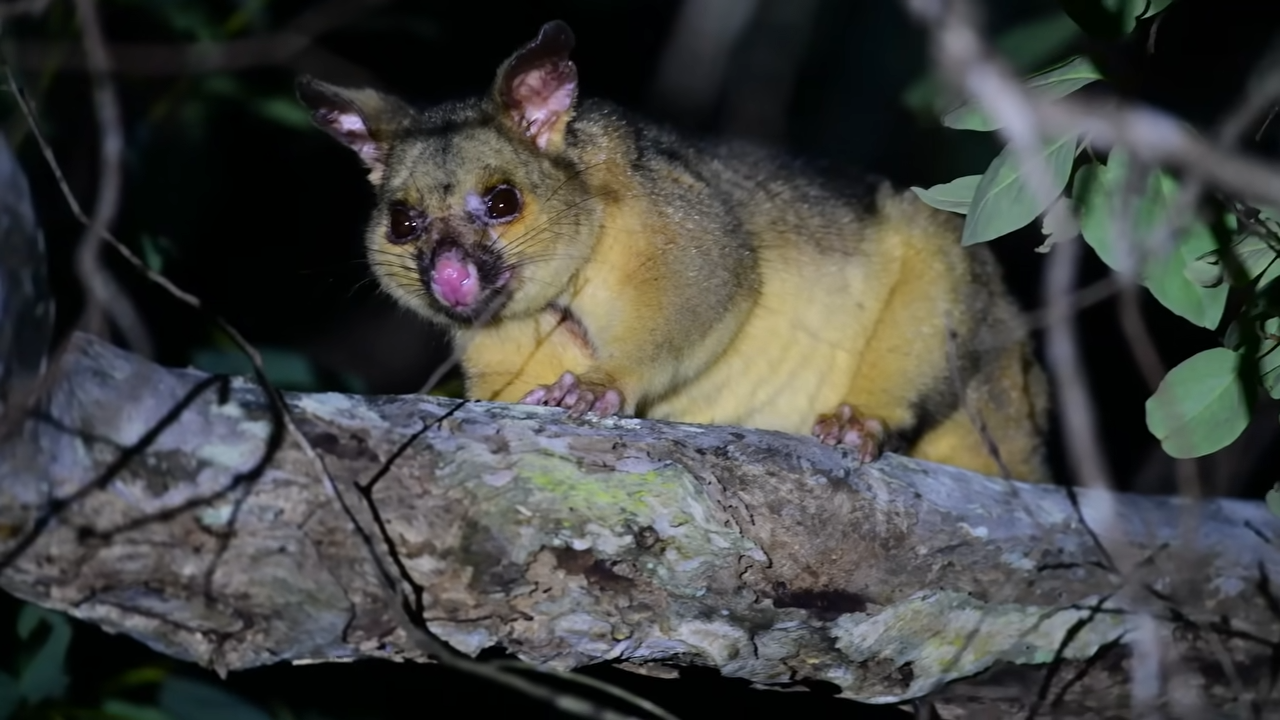Watch how this invasive creature took over an entire country