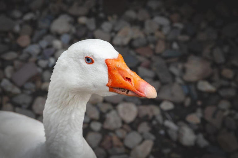 Hilarious video of a grouchy goose named Ollie narrated in David ...