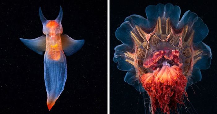 30 vibrant photos of real-life underwater creatures that look like CGI