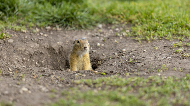 Tree vs ground squirrels: What's the difference? (& why it matters for ...