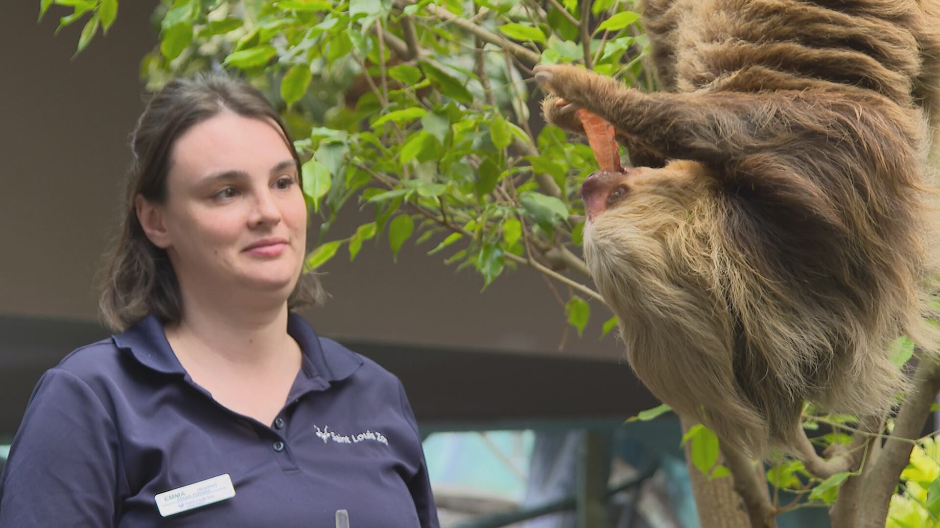 Like a rainforest in here: Sloths get new home at Saint Louis Zoo ...