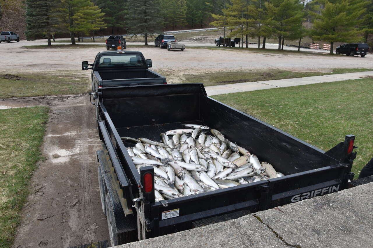 Steelhead gathered for egg collection die after storm<br>