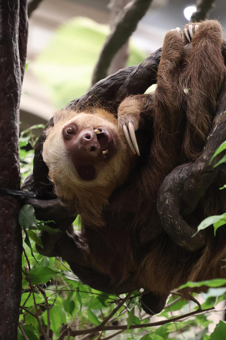 Like a rainforest in here: Sloths get new home at Saint Louis Zoo ...