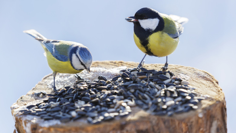 5 highly rated bird feeder cameras you can watch on your phone