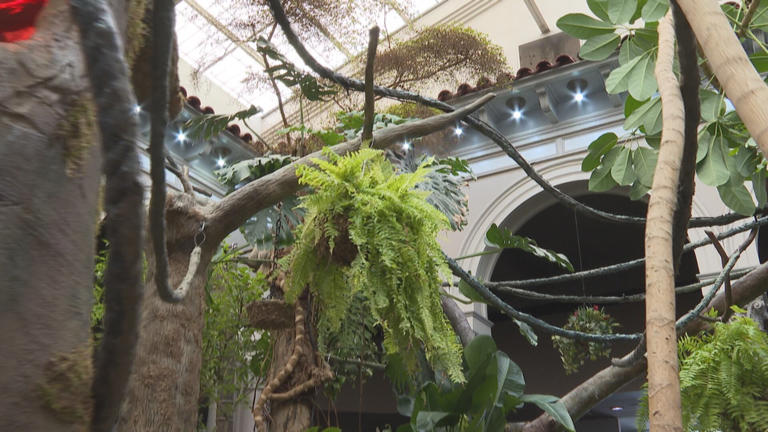 Like a rainforest in here: Sloths get new home at Saint Louis Zoo ...