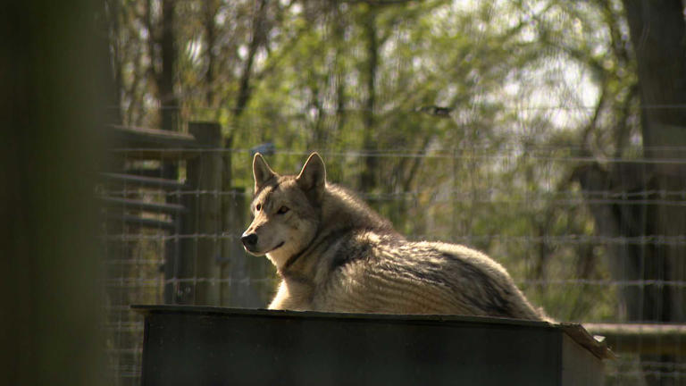 Expert: Wolf ‘mouthing’ is investigative behavior, not biting