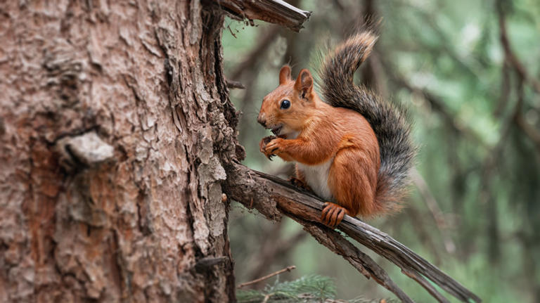 Tree vs ground squirrels: What's the difference? (& why it matters for ...