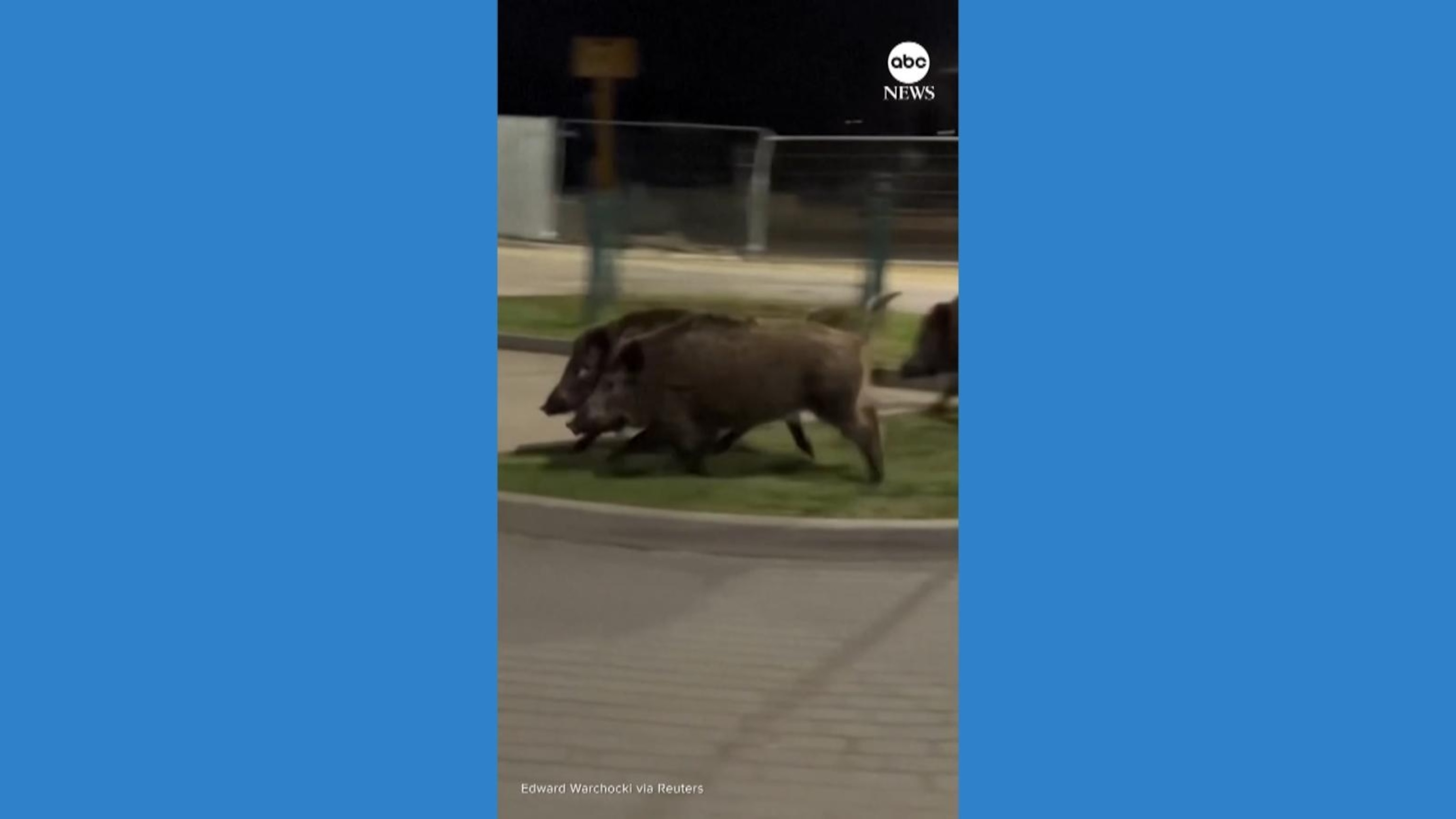 Humanoid robot chasing wild boars in Poland goes viral