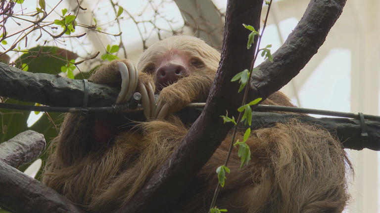 Like a rainforest in here: Sloths get new home at Saint Louis Zoo ...