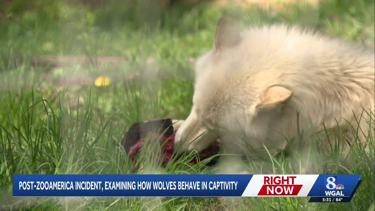 Wolf sanctuary educator says 'mouthing' is normal, not aggression