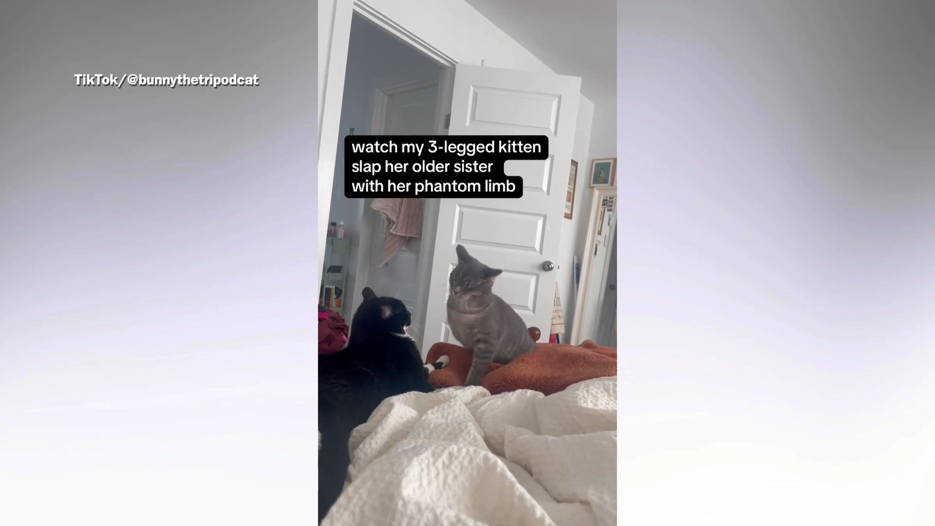 Tripod kitten tries slapping cat with phantom limb