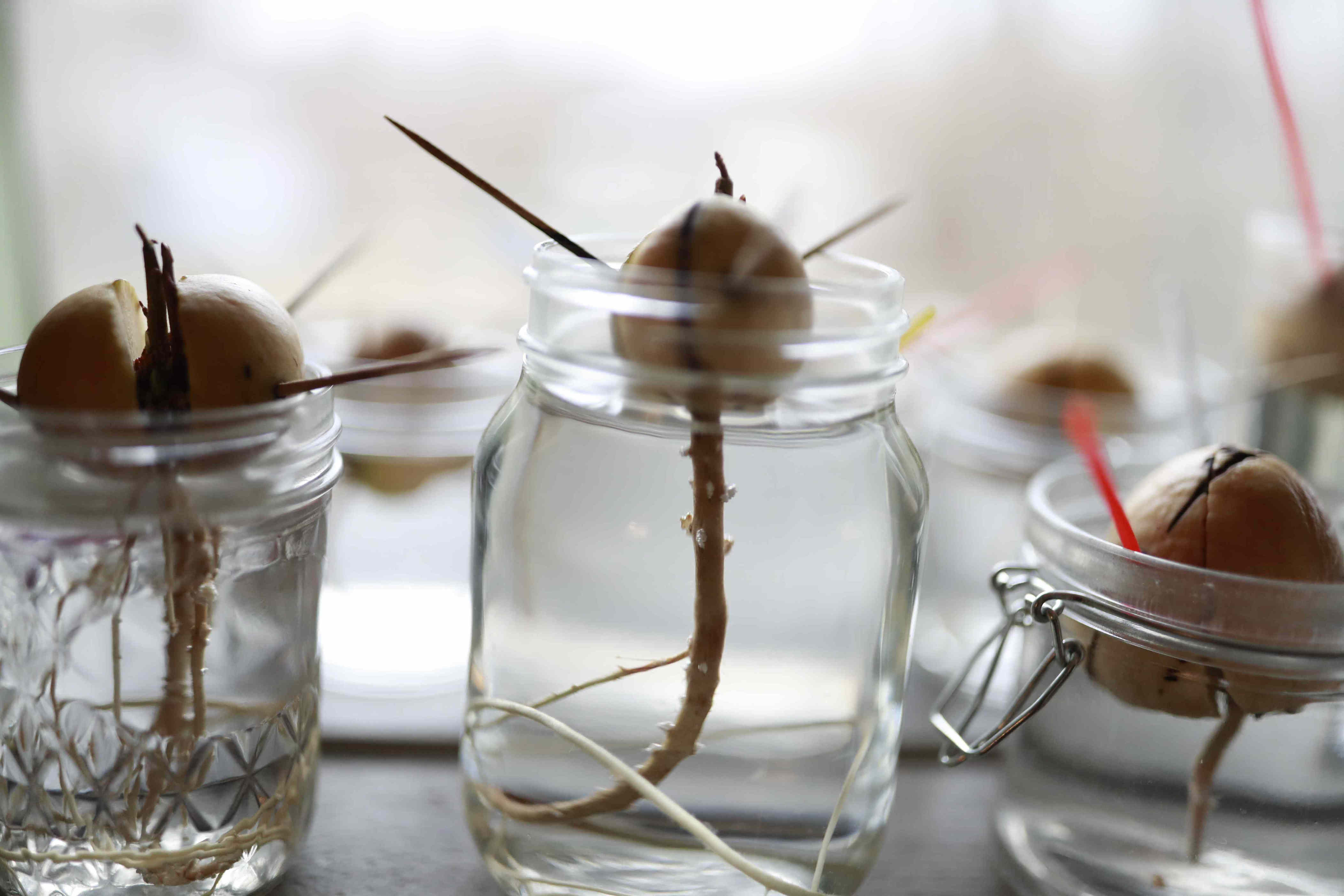 How to grow an avocado tree from a pit