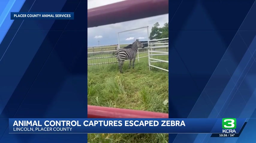 Zebra escapes enclosure, leads animal control on chase in Lincoln