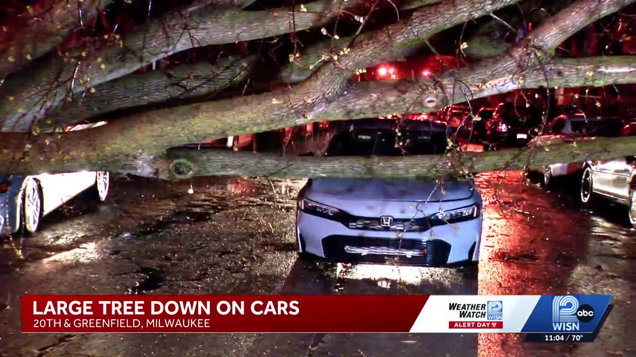 Tree slams onto car as man was driving to work.