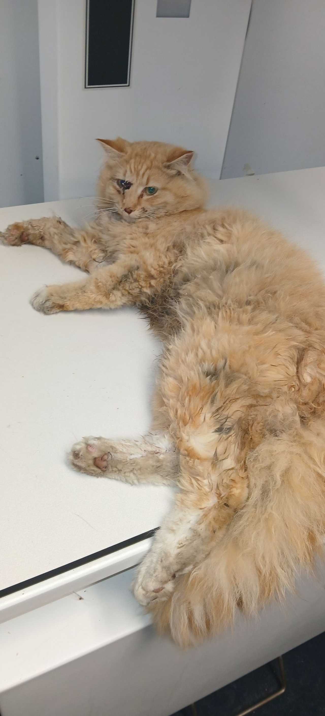 Cat rescued from LIRR tracks after struck by train