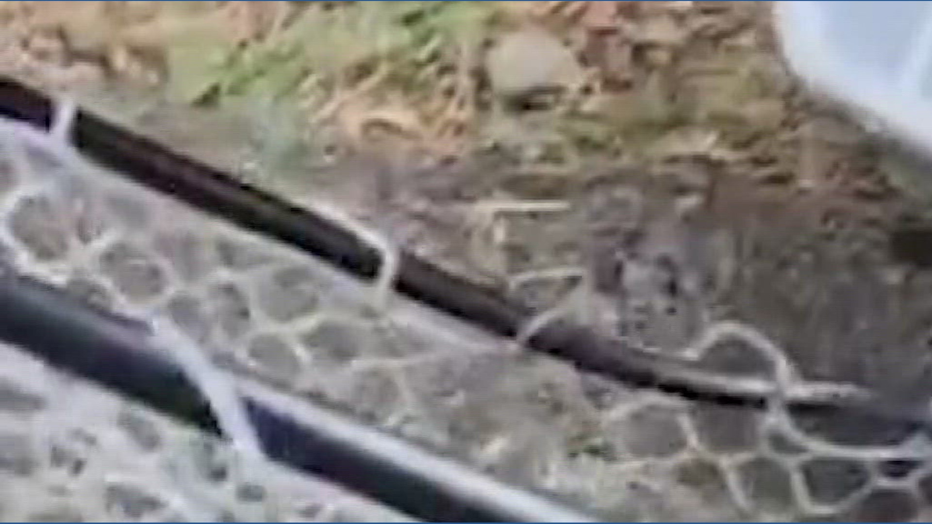 Quack-tical rescue saves ducklings in Redmond