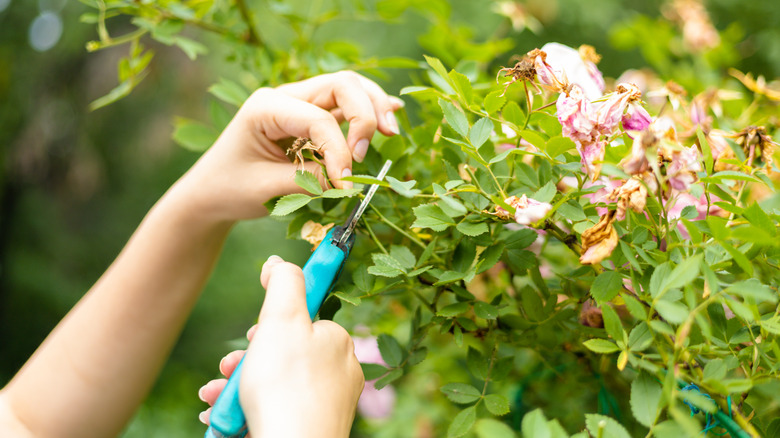 24 plants you should be pruning in spring to keep them happy and healthy