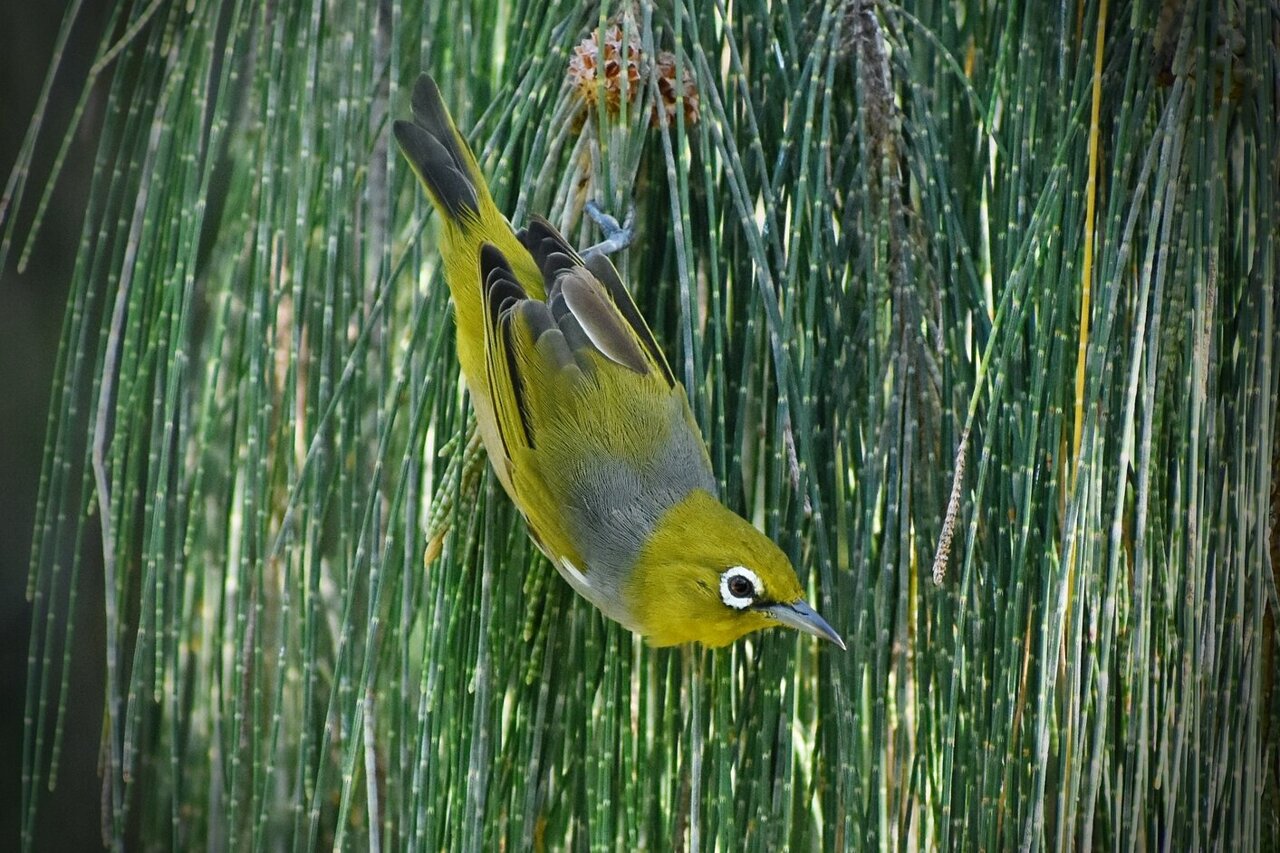 Island songbirds may have their own music and culture