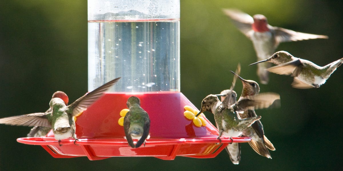 When Should You Put Out Hummingbird Feeders?
