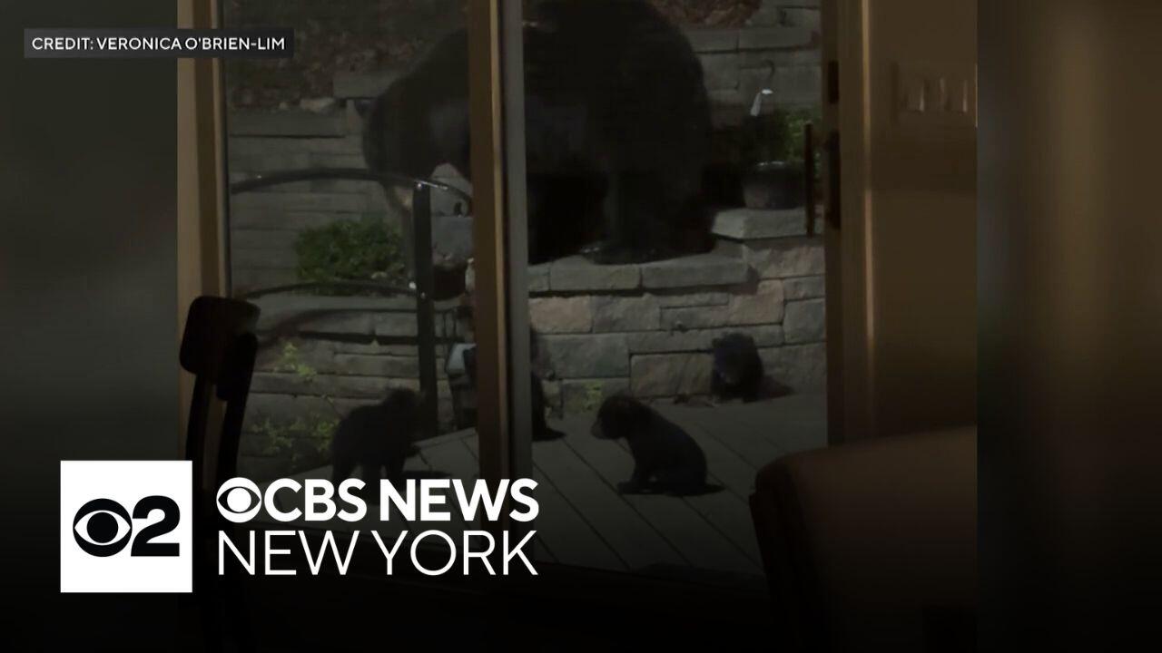 NJ family finds family of black bears living under their home