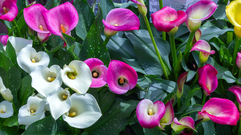 10 low-maintenance flower bulbs that grow well in pots
