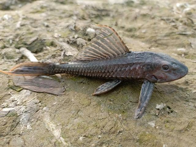 Mengapa Ikan Sapu-Sapu Sulit Dihilangkan? Ini Penjelasannya!