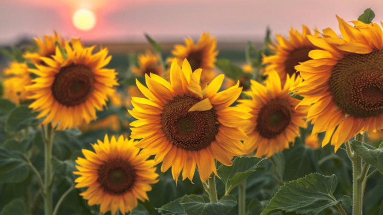 The only plant you need to shield your seedlings naturally from intense ...