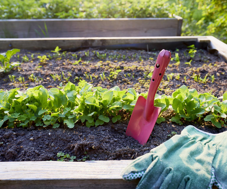 The only plant you need to shield your seedlings naturally from intense ...