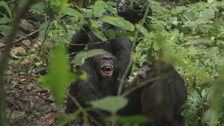 Arizona researchers studying deadly chimp 'civil war' in Uganda