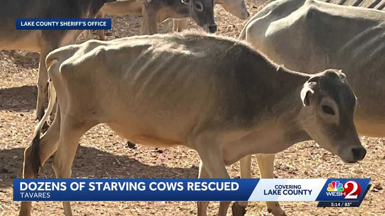 Dozens of emaciated cows taken from Tavares farm