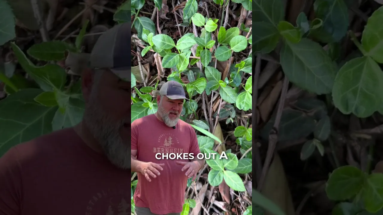 Most people still plant these