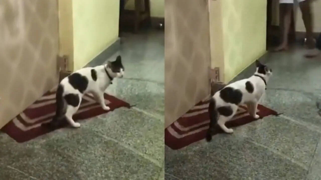 Bengaluru cat owners fight over custody of 4 kittens, police step in to ...