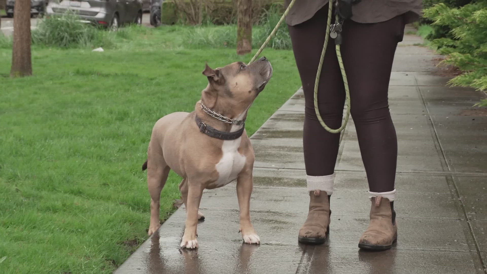 Dogwalker, pet mauled near Seattle homeless encampment