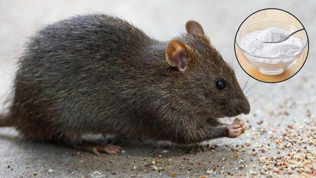 Effective natural method to keep mice away using banana and powder