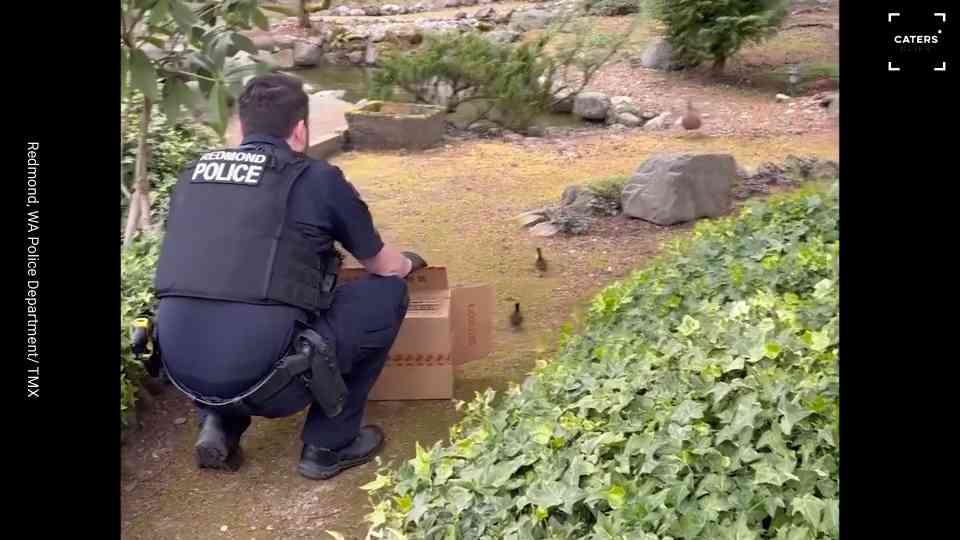 Ducklings rescued from storm drain as officer reunites them with mother ...