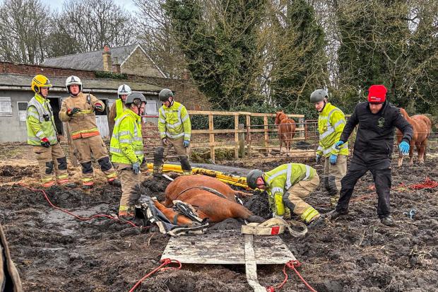 County Durham firefighters spend four hours rescuing horse stuck in mud