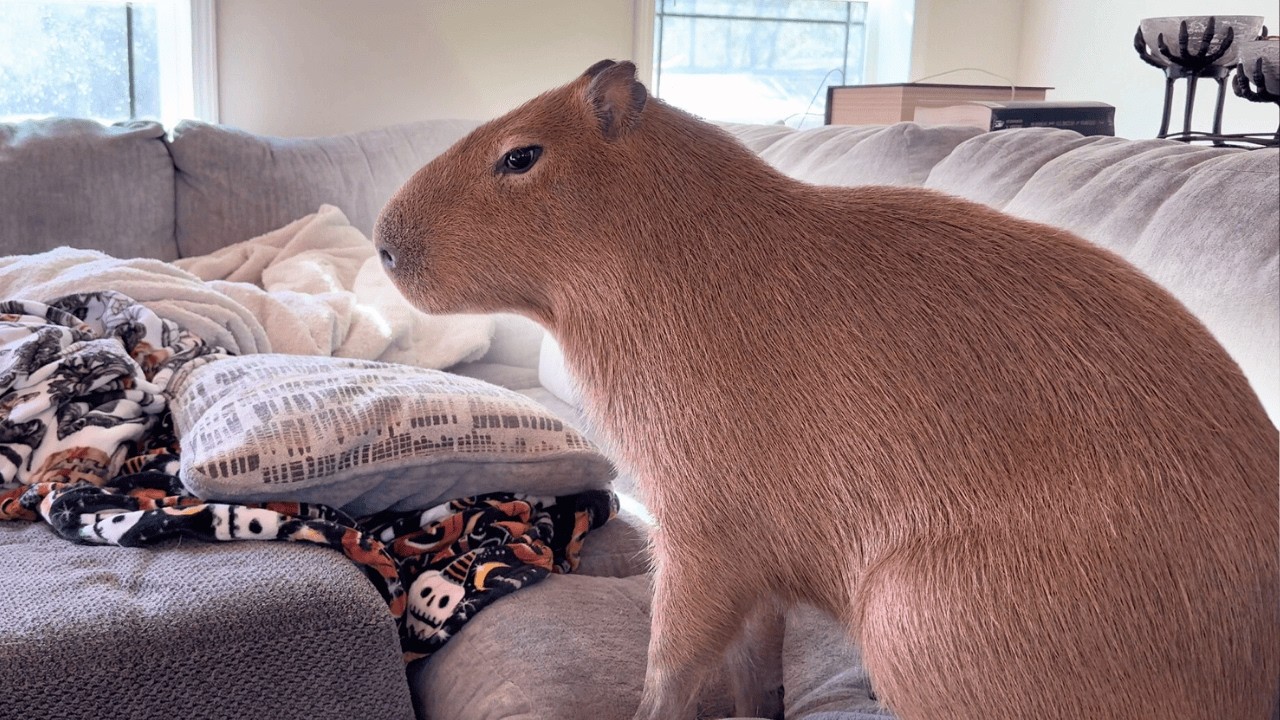 This capybara took over the couch and people love it